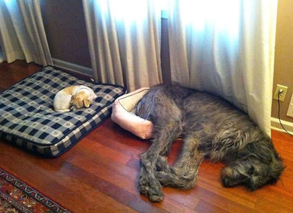 Huge-Dogs-Who-Think-They-Are-Small-3__605