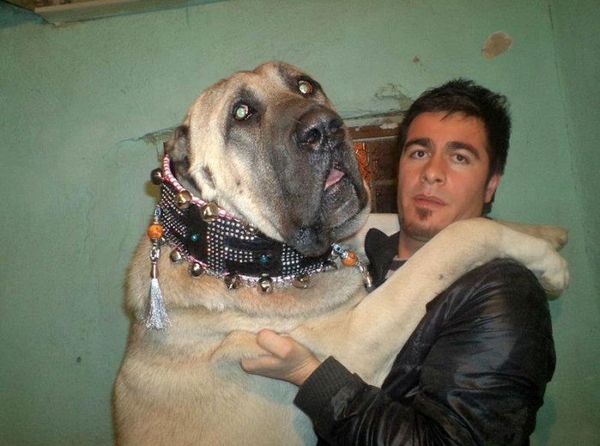 big-dog