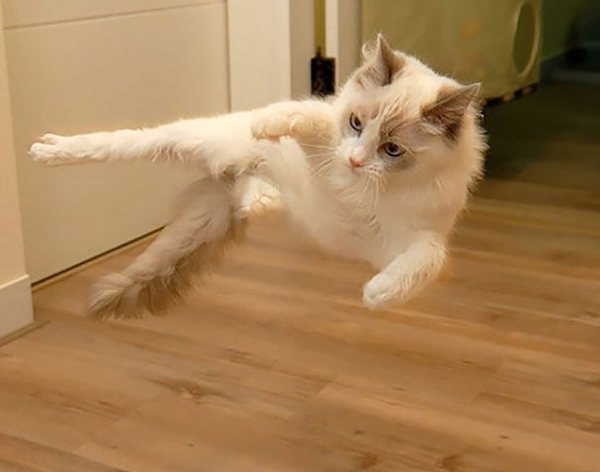 ninja-cat-hiding-funny-102__605