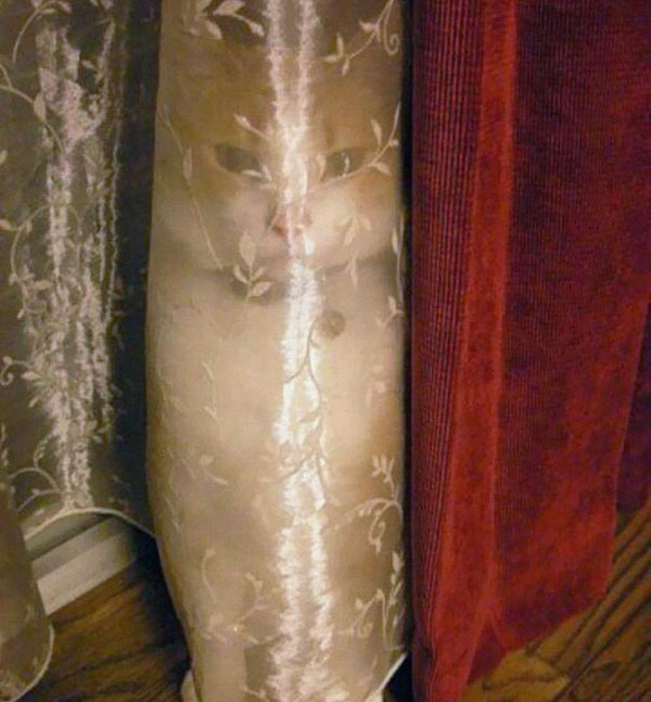 ninja-cat-hiding-funny-103__605