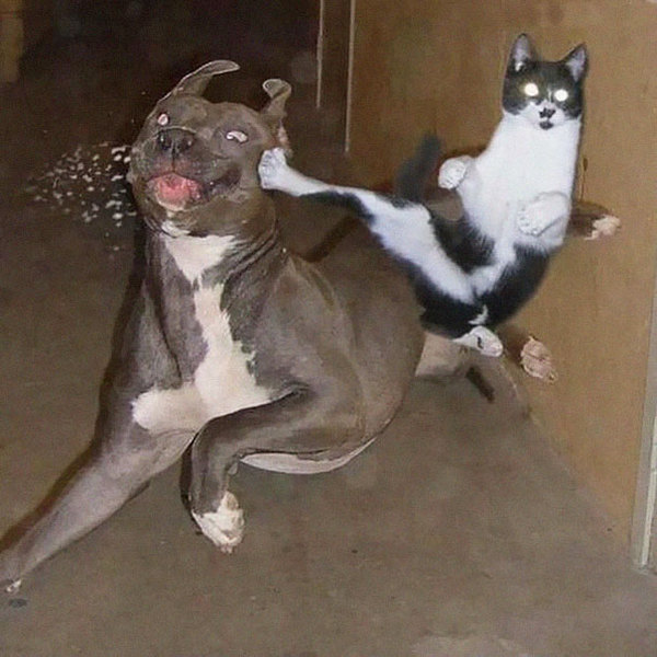 ninja-cat-hiding-funny-105__605