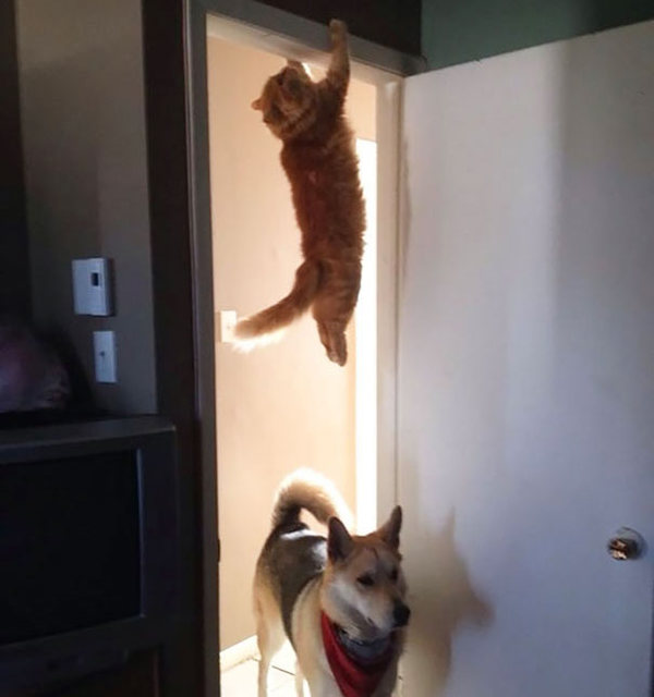 ninja-cat-hiding-funny-107__605