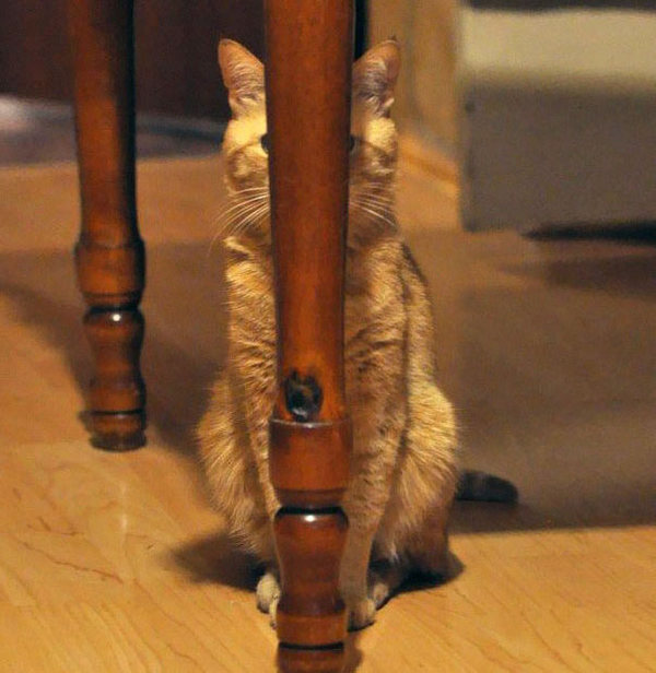ninja-cat-hiding-funny-108__605