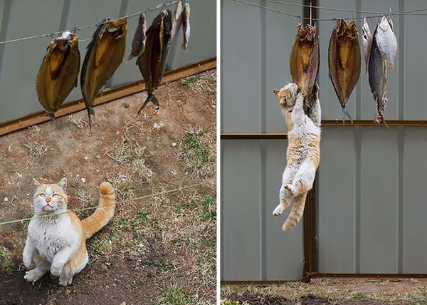 ninja-cat-hiding-funny-4__605