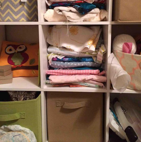 ninja-cat-hiding-funny-29__605