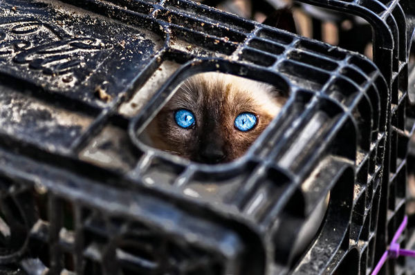 ninja-cat-hiding-funny-36__605
