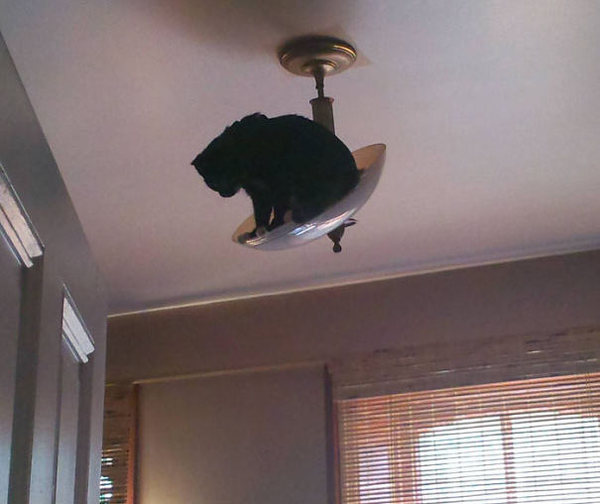 ninja-cat-hiding-funny-43__605
