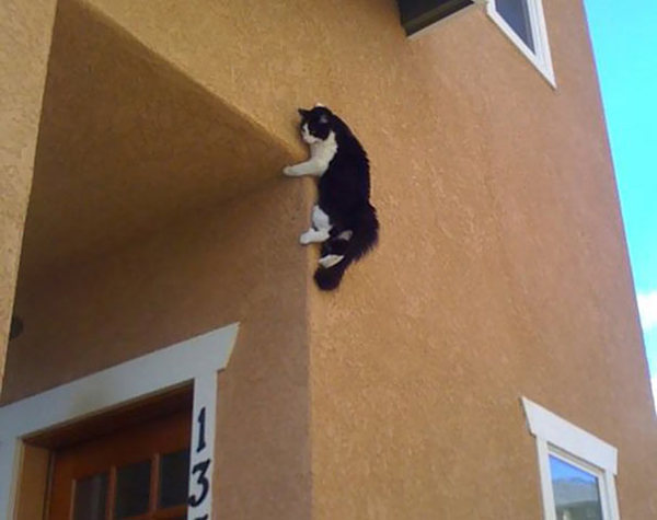 ninja-cat-hiding-funny-44__605