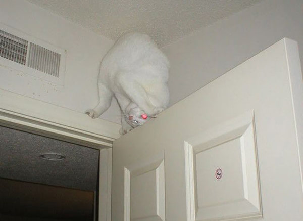 ninja-cat-hiding-funny-49__605
