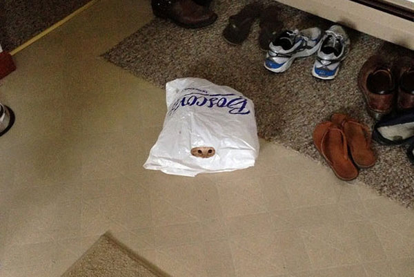 ninja-cat-hiding-funny-101__605