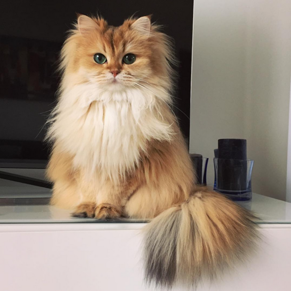 gatita1