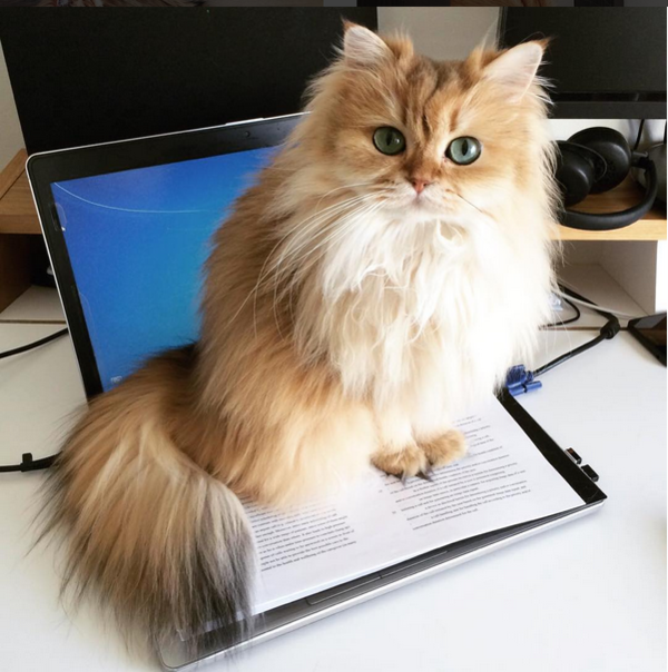gatita6
