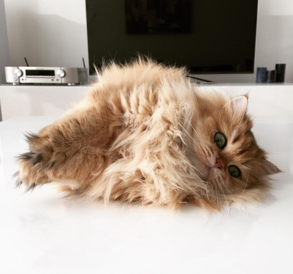 gatita7