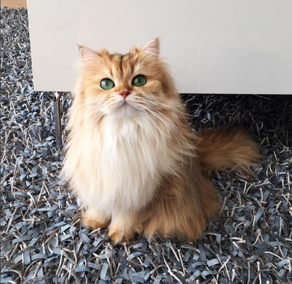 gatita3
