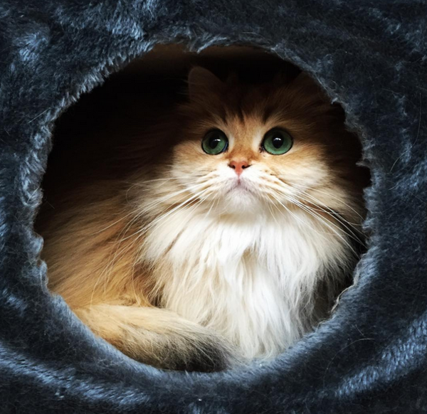 gatita5