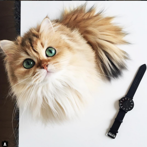 gatita4
