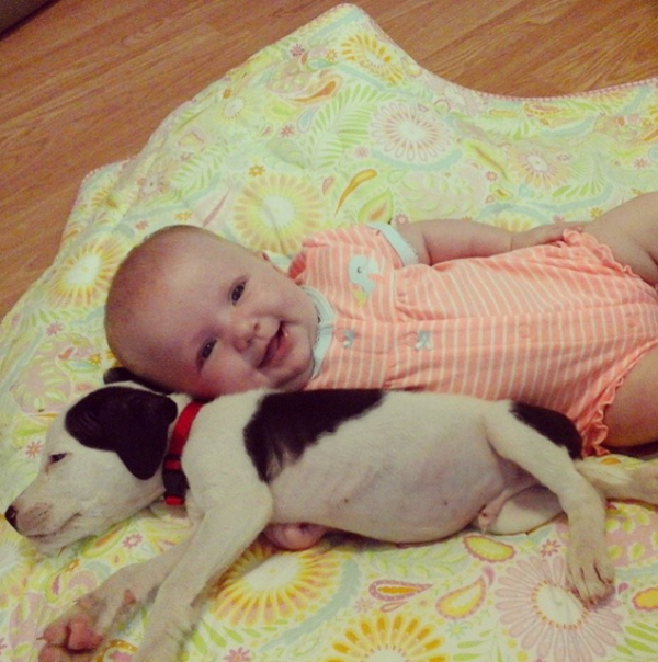 bebapitbull1