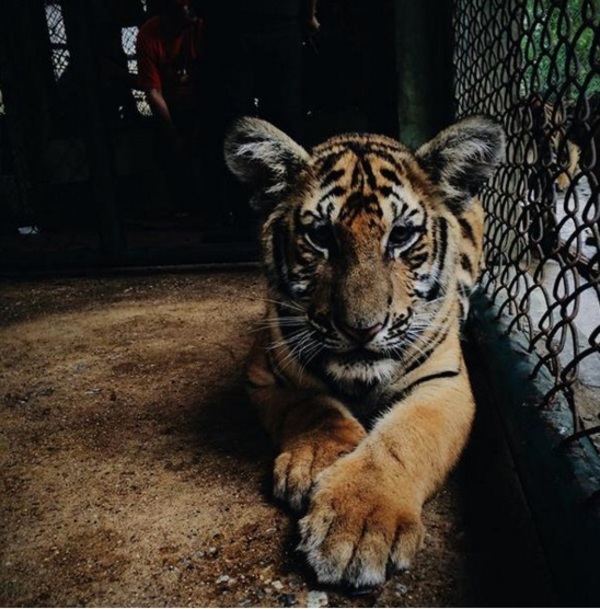 tigres