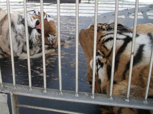 tigres2