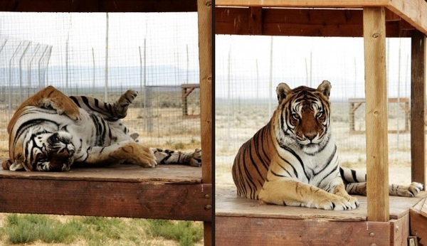 tigres3