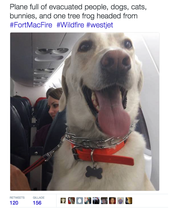 perro