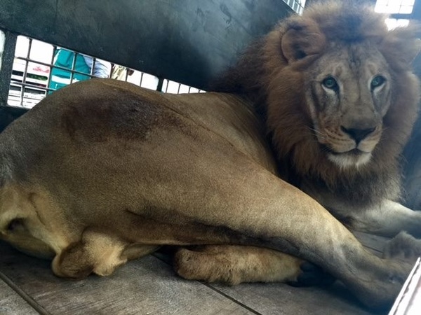 leones5