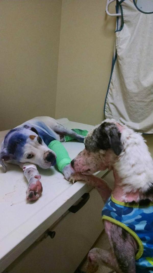 perritos3