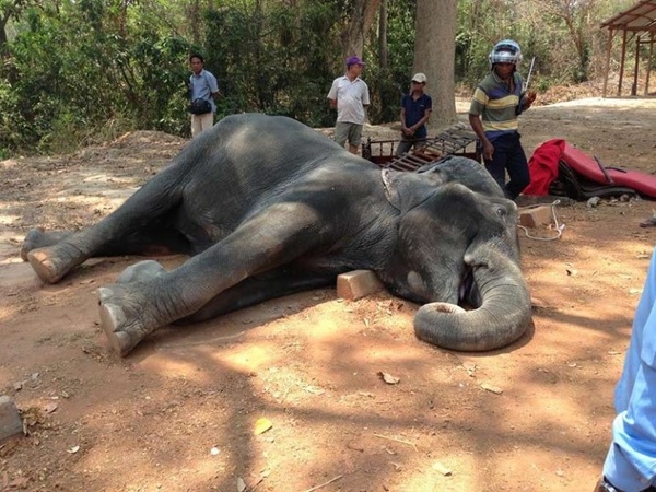 elefante