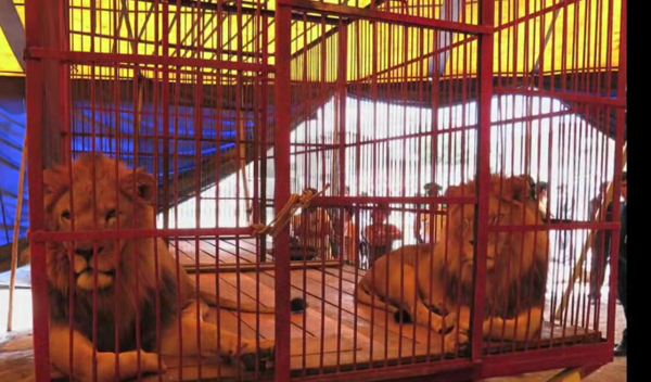 leones