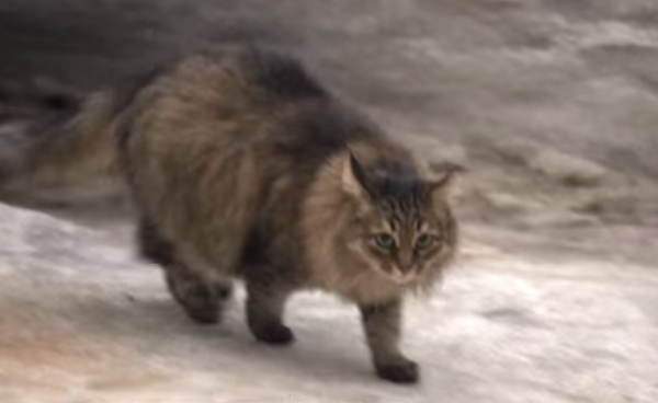 gata
