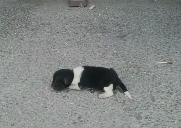 cachorro1