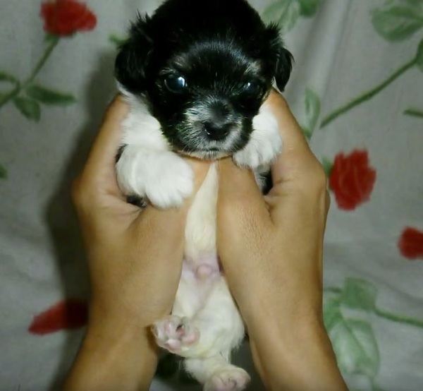 cachorro4