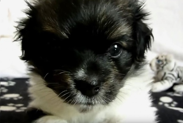 cachorro6