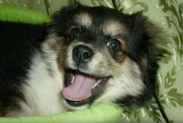 cachorro7