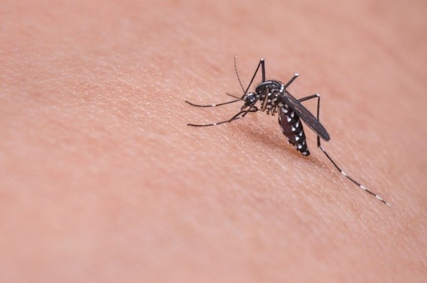 mosquito1