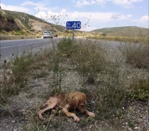 perro1