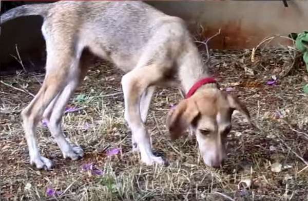 perro8