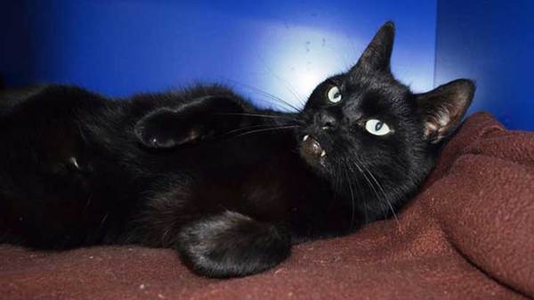 gatitodracula