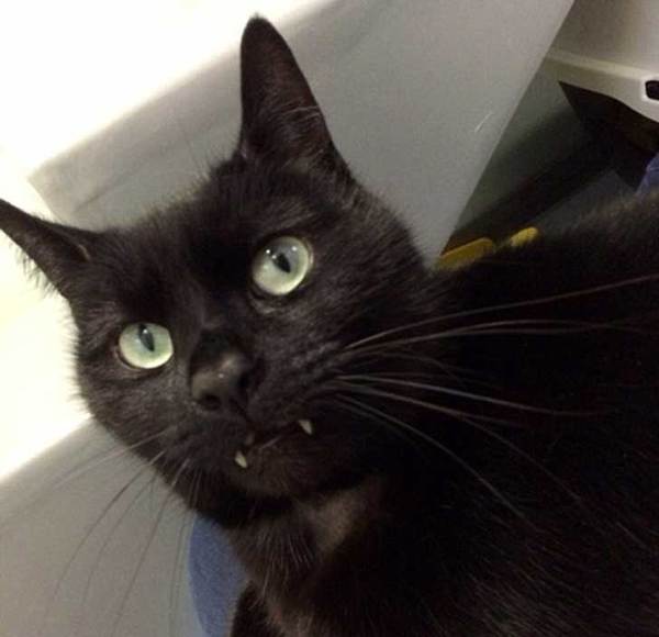 gatito_dracula2