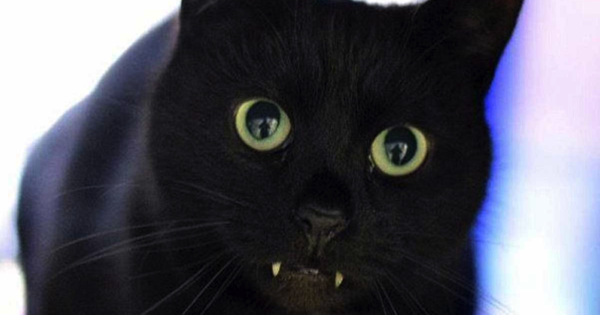 gatitodraculamain