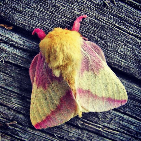 polilla1
