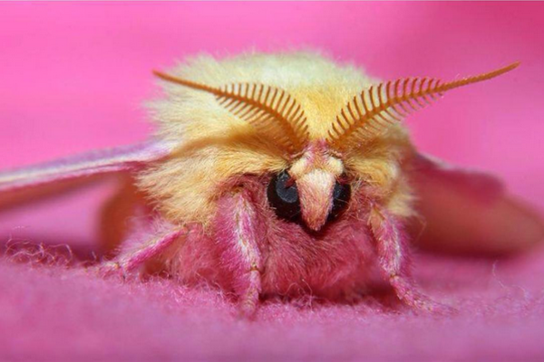 polilla6