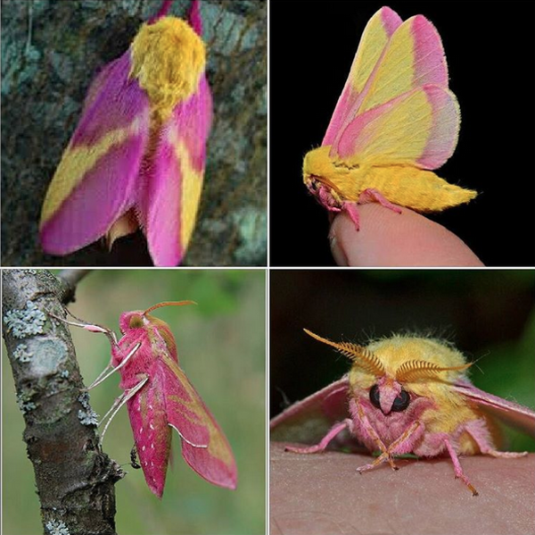 polilla3
