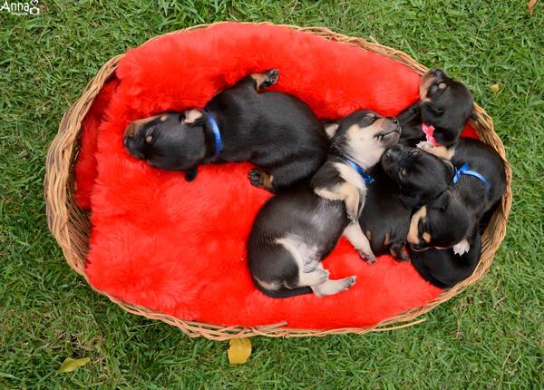 perros1