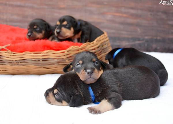 perros4
