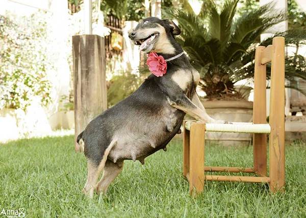 perrita4