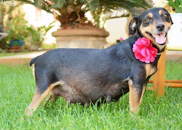 perrita