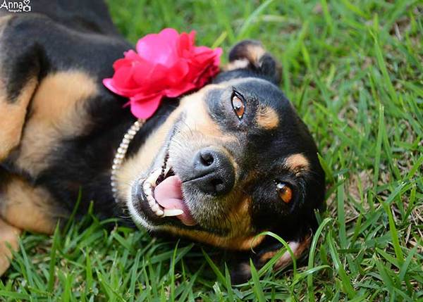 perrita2
