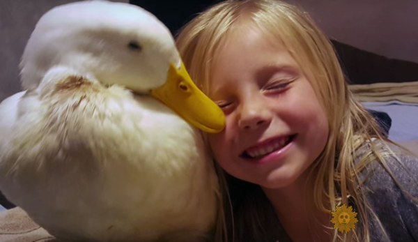 pato abrazo