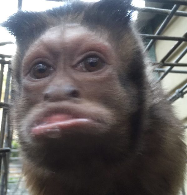 mongo